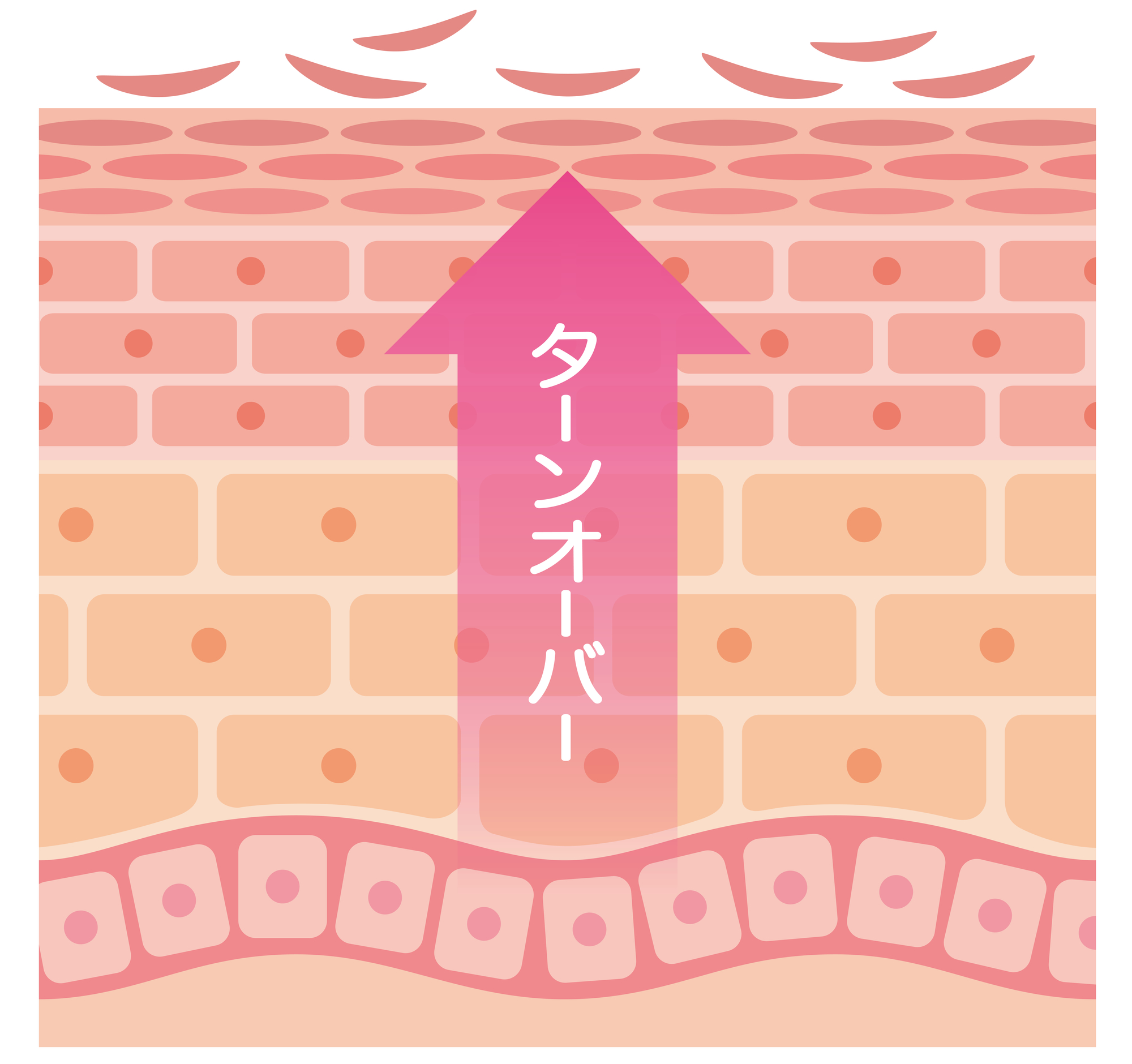 老化のメカニズム、「肌のターンオーバー」とは？